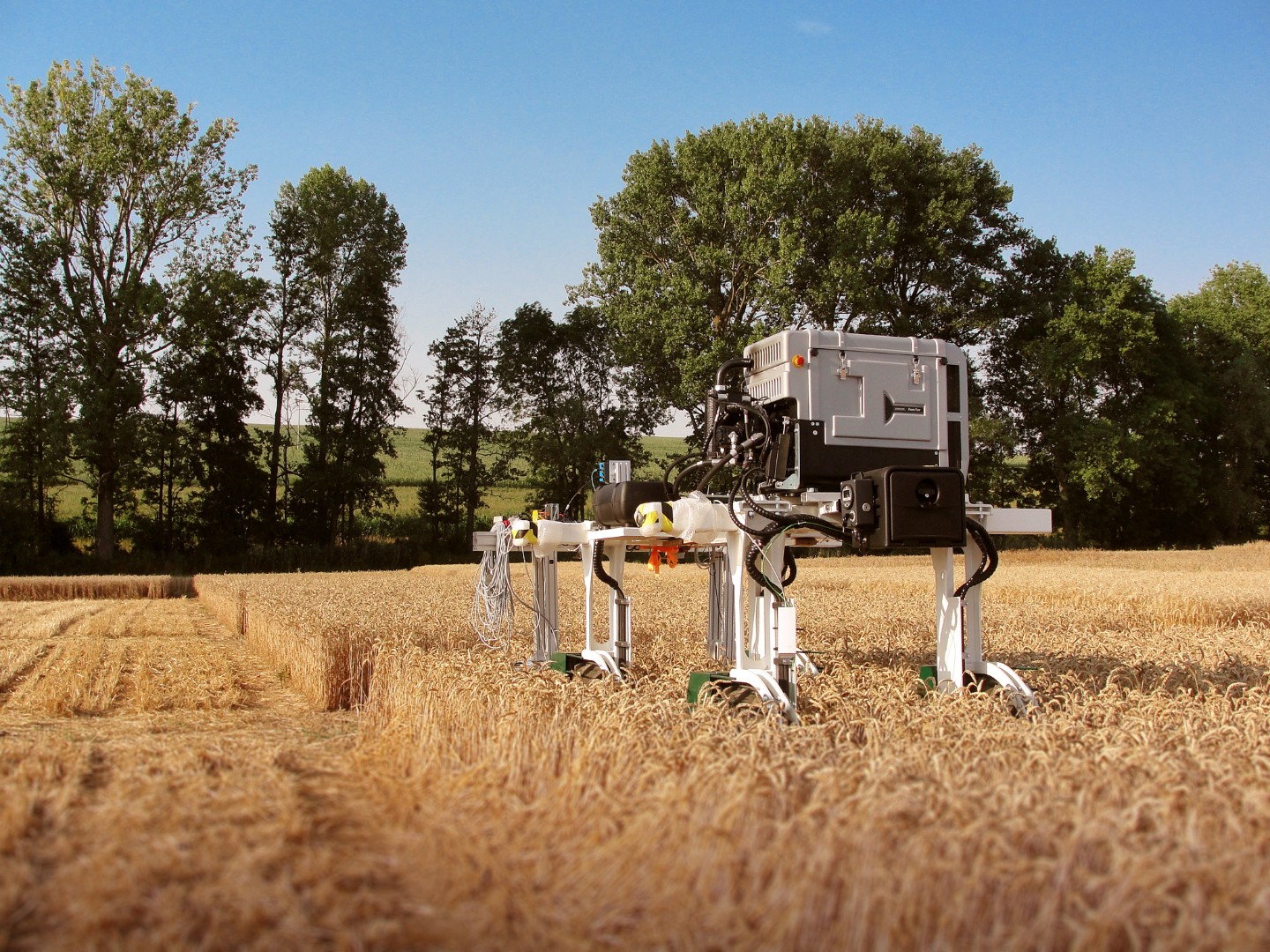 Phenotyping robot at work in the field