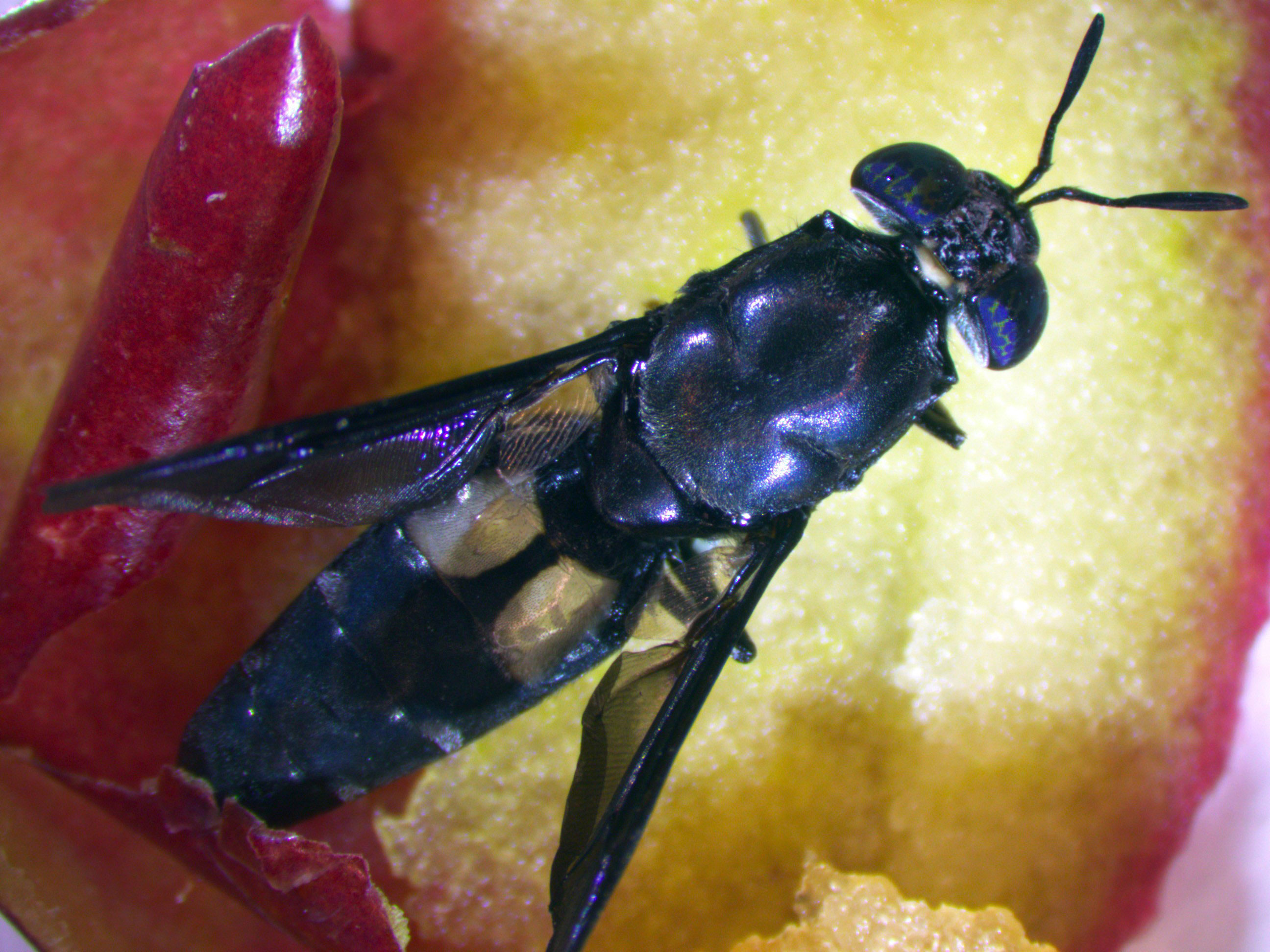 Black soldier fly Hermetia illucens.