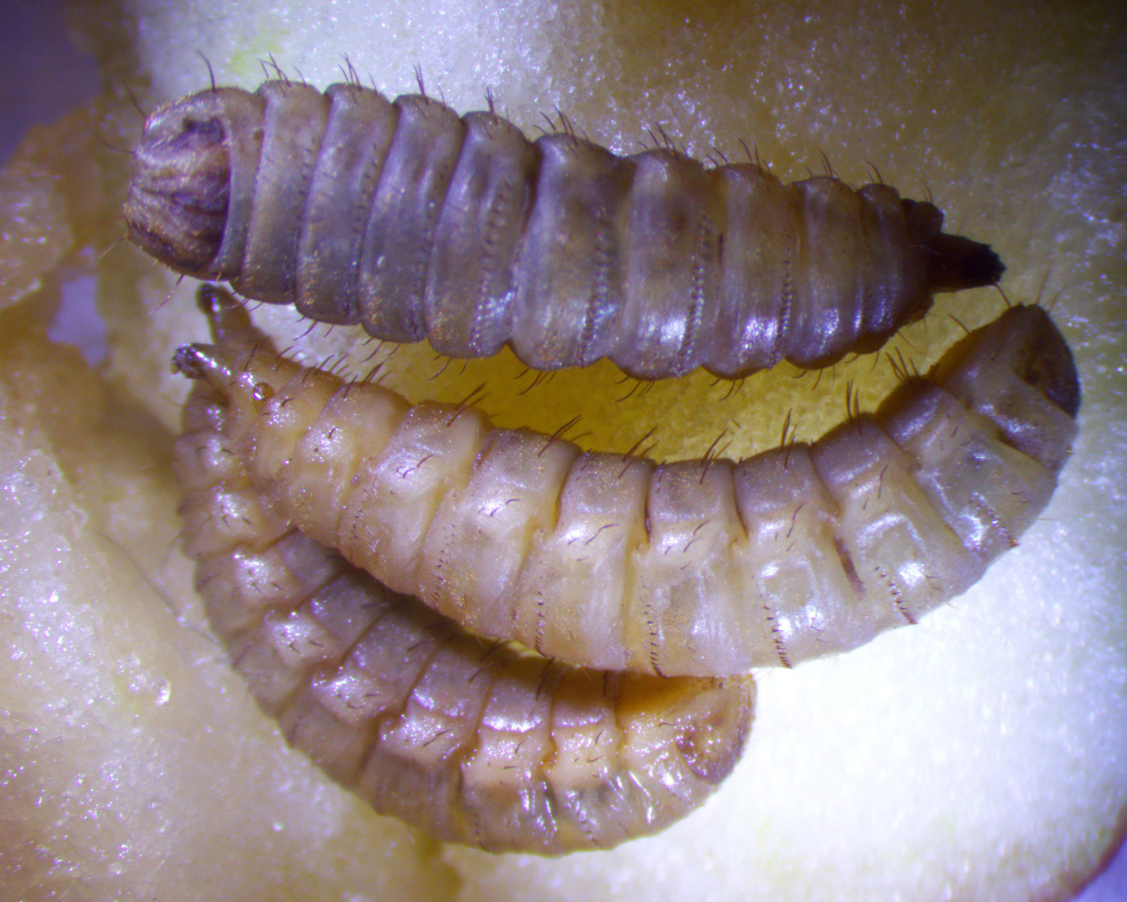 Black soldier fly larva.