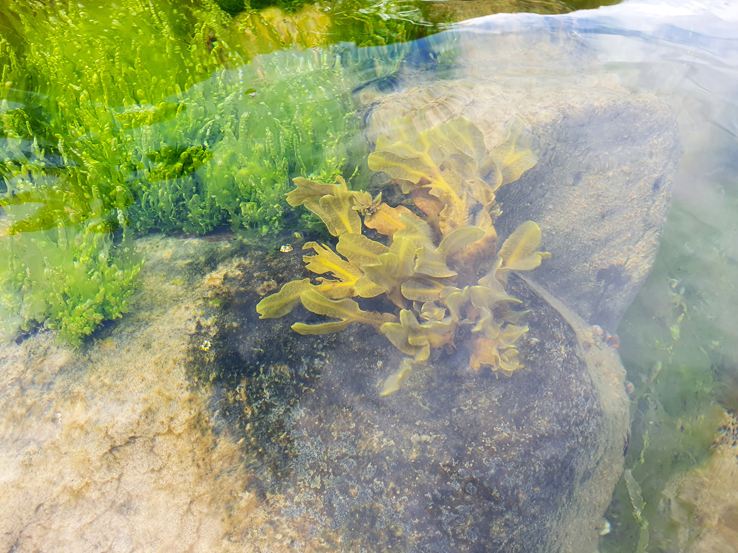 Macroalgae in the Bay of Lübeck